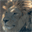venicelion.com