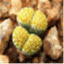 scrapbooklithops.com