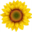 lacasettadelgirasole.com