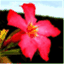 semestarasa.wordpress.com