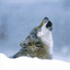 howl-it-out.com