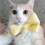 cremebruleecat.com