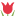 shoptulips.com