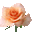 rose.web-craft.org