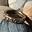 birdbrainstudio.com
