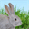 digitalrabbit.org