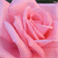 blog.andreanm.com