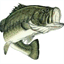 bransonfishingtv.com