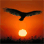 condor-wing.com