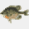 tnfish.org