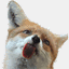 snofox.net