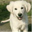puppyinopleiding.wordpress.com