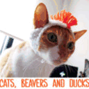 catsbeaversandducks.tumblr.com