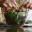 mayasingredients.com