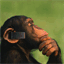yourmonkeycalled.com