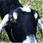 soapygoats.com