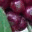 kaapiroyalecoffee.com