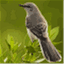 wonkingbird.wordpress.com