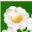 mydiygarden.wordpress.com