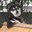 cooldogs.cool