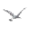 fosbirds.org