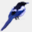 kargilmagpie.com
