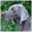 welmers.weimaraner.fi