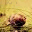 acornmum.wordpress.com