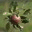 appletreeorchestra.org
