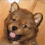 choluladog.com