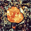 tangoleopard.bandcamp.com