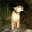 griffithparktrailcam.com