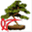bonsaistudio.hu