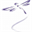 dicomfly.com