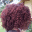 curls2envy.wordpress.com