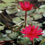 lokuttara.org