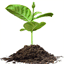 breseeds.ca