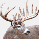 whitetaildreams.com