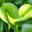 amiafuchsia.wordpress.com