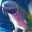 oscartheparrot.com