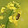 jasminebee.net