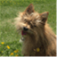 basilthelittledog.com