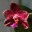 orchidsandsuch.com