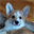 gusthecorgi.com