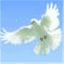 highwycombefuneraldirectors.com
