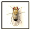 flylab.org