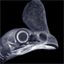 avianstudios.com