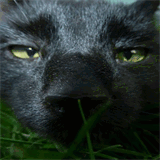 crazy-fellnasen.de.tl