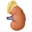 nephroblog.org