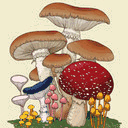 mushroomkidsaregoinginsane.tumblr.com